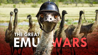 The Emu War: How Emus Defeated The Australian Army