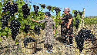 Harvesting Black Grapes | Making Juice and Azerbaijan Cabbage DOLMA!!