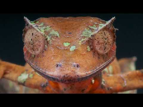 Strange lizards & Reptiles  Do you Know them all? | Reptile Video