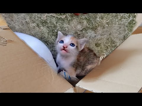 I adopted a homeless kitten, a stray that was abandoned in a shoebox by its owner.