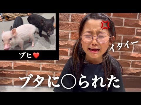 【動物カフェ】三姉妹がブタさんに◯◯されて発狂する！楽しいはずの豚カフェで事件？