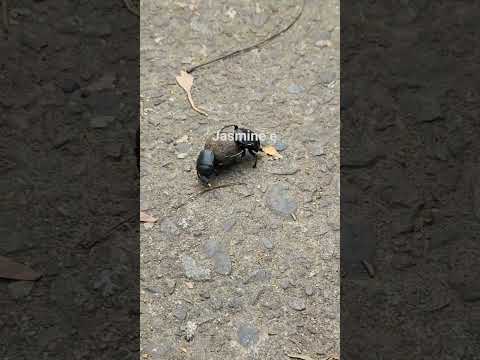 ➡️Dung beetle moves poop ball 🪲看卡通片中的昆蟲糞金龜如何搬屎球 #taiwan #dungbeetle #糞金龜 #昆蟲  #自然生態