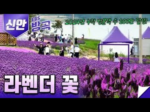 2024년 누적관광객수 100만명을 돌파한 신안군 퍼플섬 프로젝트의 일환인 박지도의 라벤더 꽃축제!