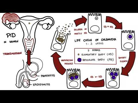 Chlamydia Trachomatis - Chlamydia STI