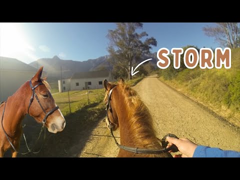 GROOM, TACK UP AND RIDE WITH ME AND STORM! | Riding lesson vlog