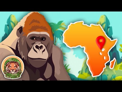 Gorillas! | The Mountain Gorilla Song | KLT WILD