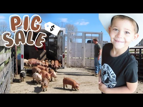 The Roshek Boys Shop for Spring Pigs! KIDS LEARN/FARM/MARKET/HOG/LITTLE COWBOYS/BARN/TRACTOR/EXPLORE