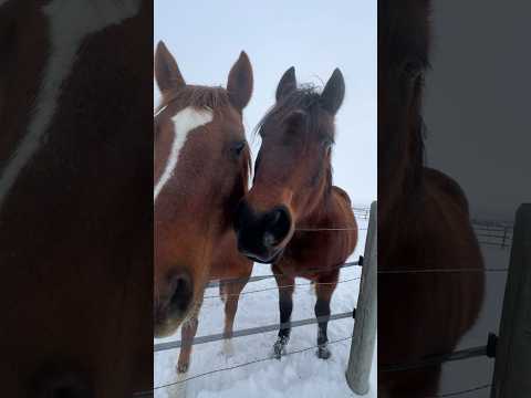 Fresh snow in Montana!