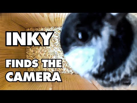 Adorable Chickadee Discovers the Nest Camera