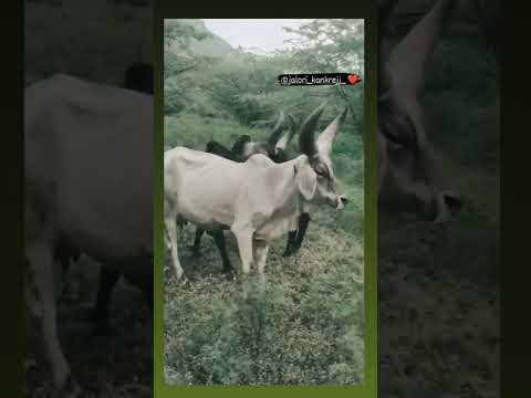 Kankrej Cow Marwad Pawti