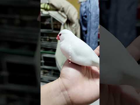 Wenniao sings🕊白文鳥唱歌 #啾啾2.0 #寵物鳥 #文鳥 #文鳥生活 #文鳥