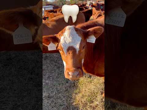 Cow Names #shorts