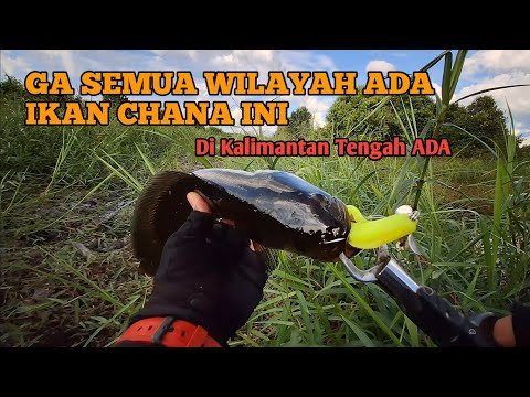 CASTING IKAN CHANA || CASTING IKAN PREDATOR KALIMANTAN