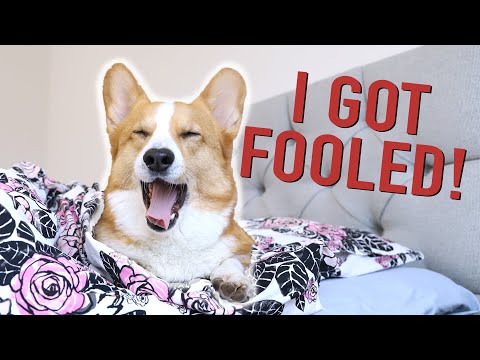 APRIL FOOLS! - Topi the Corgi