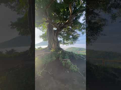 Century Old Balete Tree 🇵🇭 #nature #mountains #clouds #philippines #beautiful #beauty #fyp