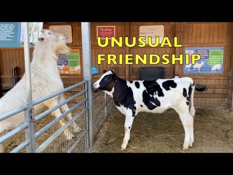 CUTEST BABY ANIMALS - A Sweet Baby Cow Makes an Unusual Friendship - ANIMALS FOR KIDS