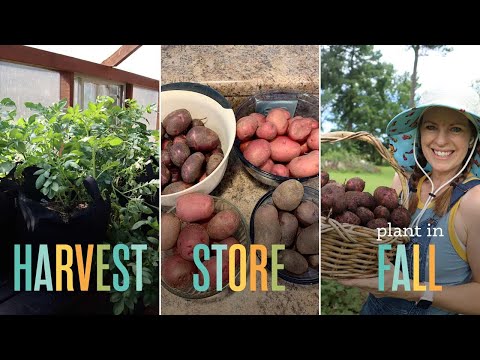 Potato Harvest, Storage, & Fall Planting