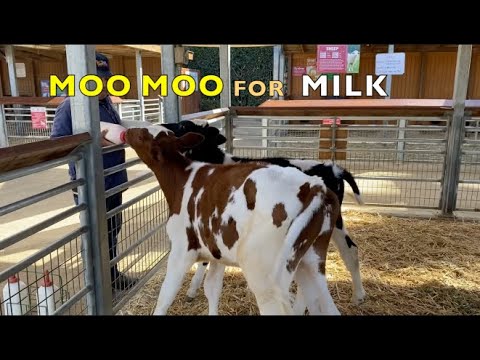 Cow babies go MOO MOO for milk