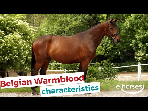 Belgian Warmblood Horse | characteristics, origin & disciplines