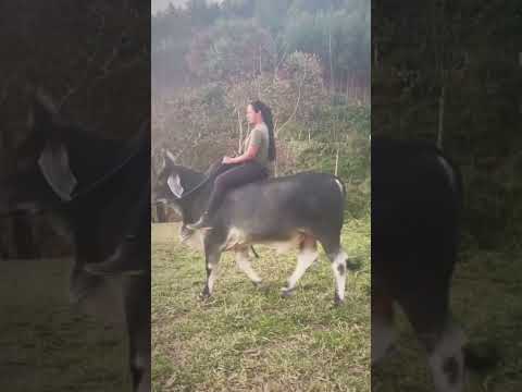 Cowgirl train bull for riding #viralvideo