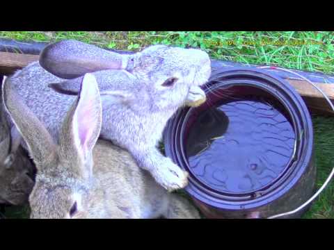 Bunny rabbit drinking water