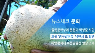 세계적 희귀종 '댕구알버섯' 남원서 또 발견  / JTBC 아침&