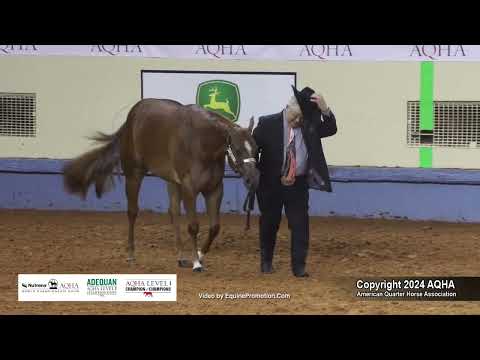 Select Yearling Fillies - 2024 AQHA World Championship Show