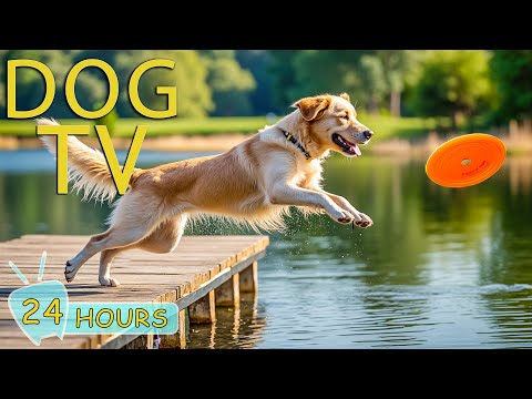 DOG TV for Dogs to Watch: Video Relax & Enjoy for Dogs While Home Alone - Music Collection for Dogs