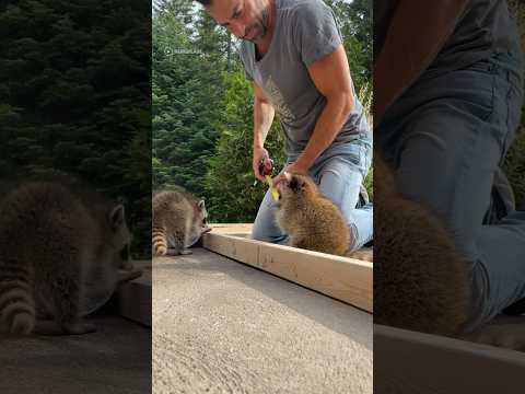 These little raccoons just wanted to help out 🥹 #shorts