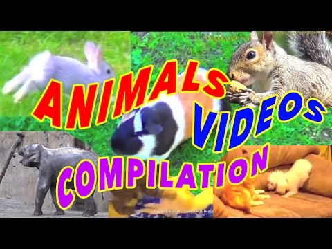 Funny animals videos compilation for children to watch