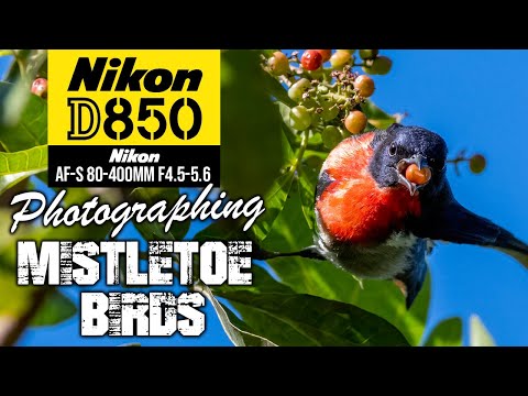 Using the Nikon D850 to photograph MISTLETOE BIRDS