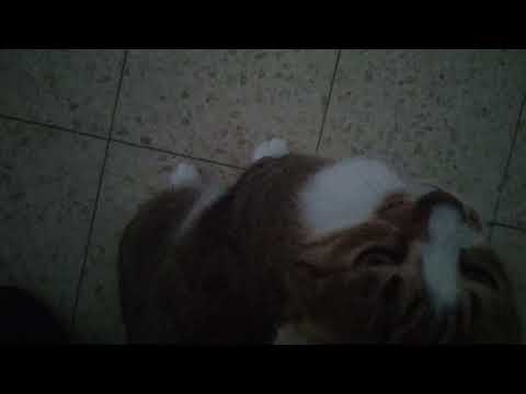 My cat purring