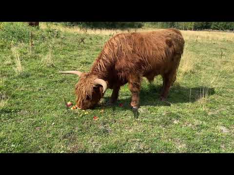 Highland Cattle Bull Eating Apples