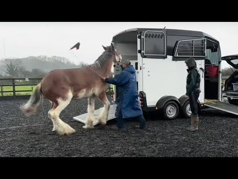 This beautiful heavy horse is a nightmare to trailer!! How can I help??