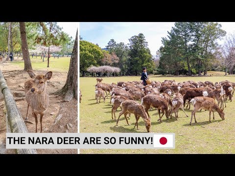 DAY TRIP TO NARA TO SEE THE FAMOUS NARA DEER USING JR PASS! | Backpacking Japan Vlog 5