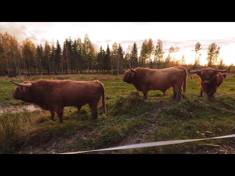 Highland Cattle Bulls: Old And Young