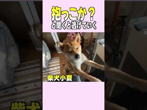 抱っこか？と聞くと逃げていく #神戸 #柴犬 #shiba