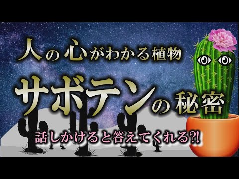 【サボテン】サボテンは会話ができる植物！人間をいつも見ている存在【砂漠の植物】