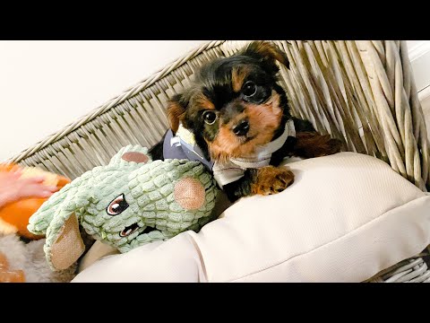 MEET MY 7 WEEK OLD YORKIE PUPPY!