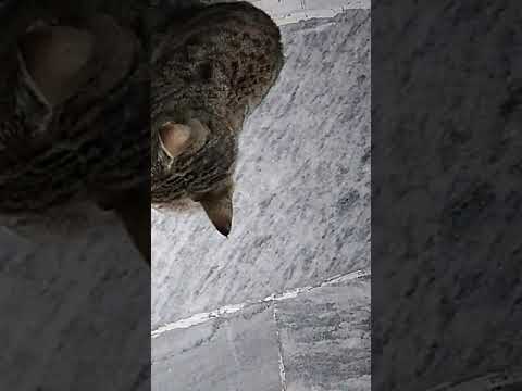 cute cat short video like subscribe plz