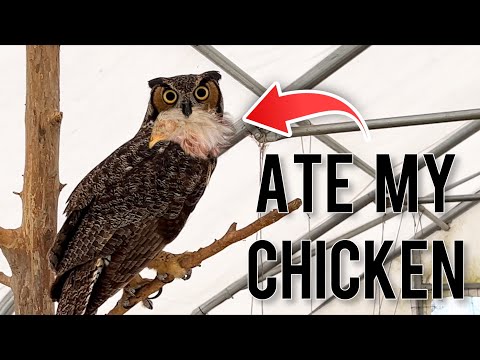 The Owl That Killed My Chickens