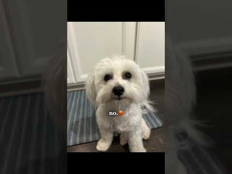 Evil puppy!#puppy#puppies#cutepuppy#cutecoton#shorts#fypシ゚#subscribe