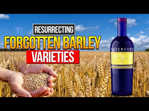 Making Whiskey In Ireland Using Heritage Barley