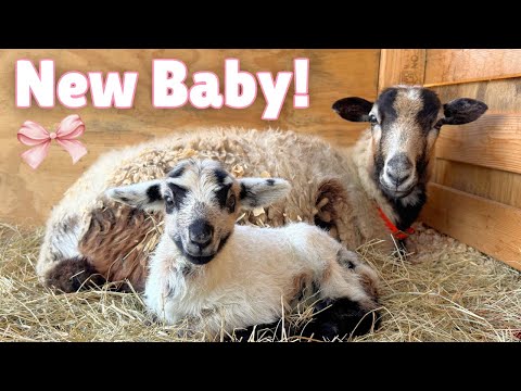 It's official! Mary has a LITTLE LAMB!!! 🌸🥹