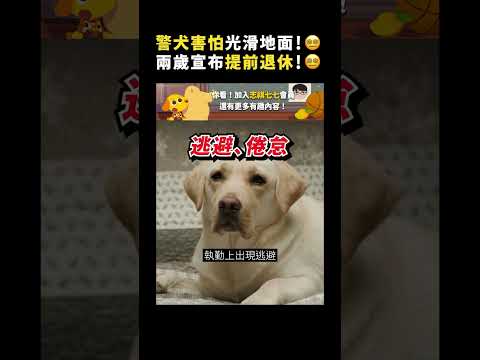 警犬害怕光滑地面！😵‍💫 兩歲宣布提前退休！😵‍💫｜志祺七七 Shorts #shasha77