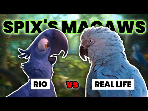 Spix's Macaws - In Rio vs. In Real Life