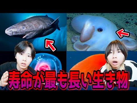 地球上で最も寿命の長い生き物ランキングがヤバすぎた！！