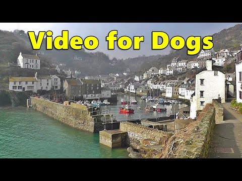 Dog TV Calming Videos ~ Sounds and Scenes from Cornwall Edition ⭐ 8 HOURS Videos for Dogs ⭐