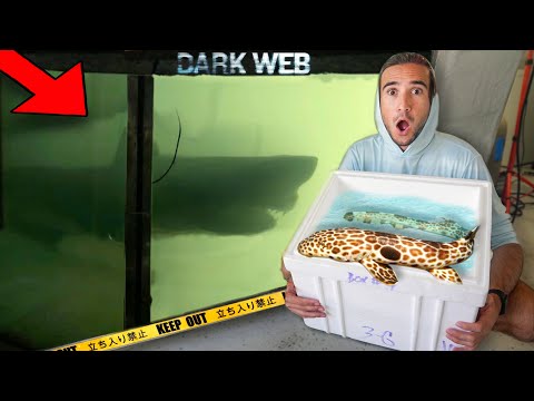 DON'T BUY SHARKS OFF THE DARK WEB...