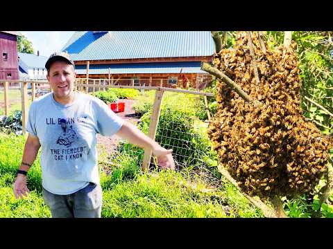 Apple Trees Bring Apple Bees (and Applebees bring mediocre food)